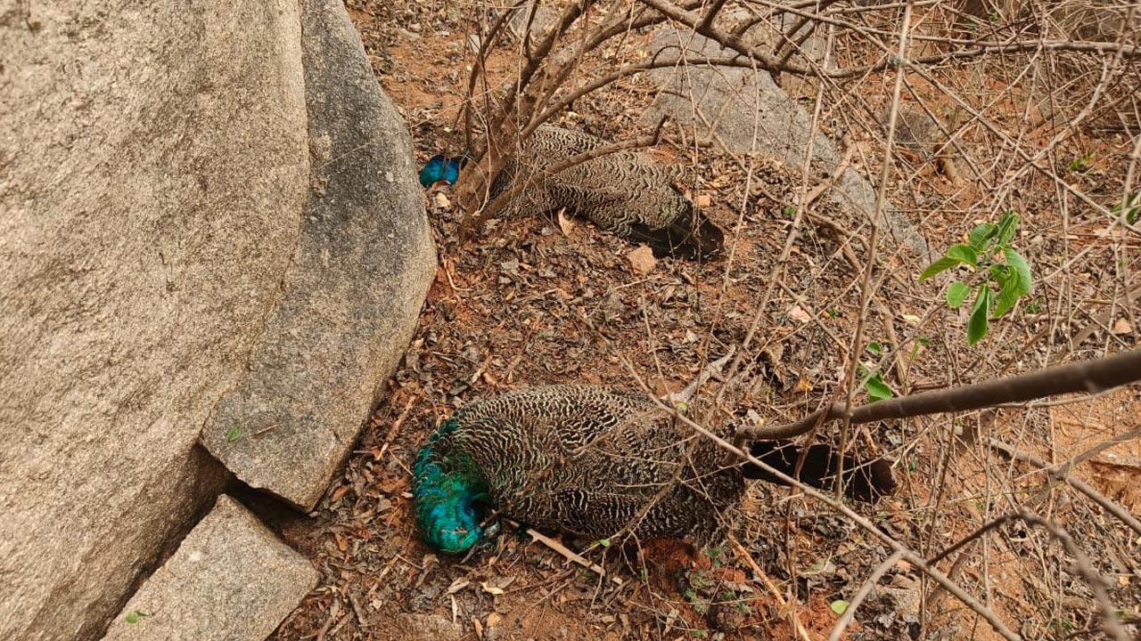 Five peacocks found dead under suspicious circumstances in Siddipet
